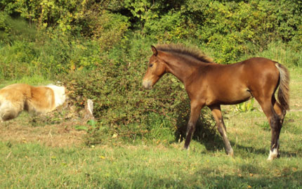 Foal and dog